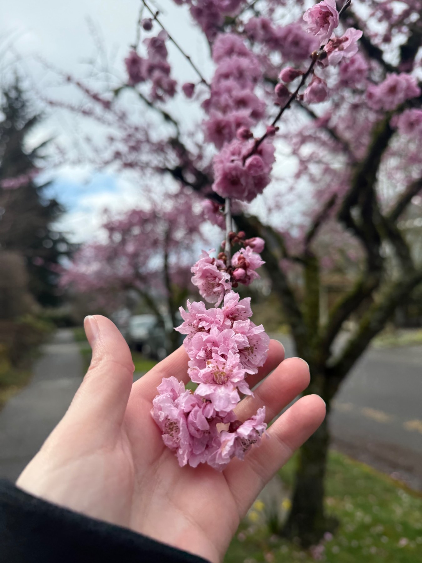 Close-up photograph of cherry blossoms held in hand